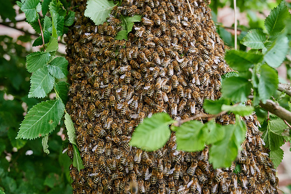 swarmed bee colony