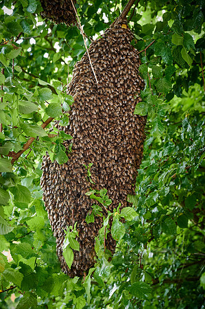 swarmed bee colony