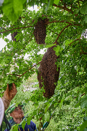 Beekeeper with swarmed bee colony