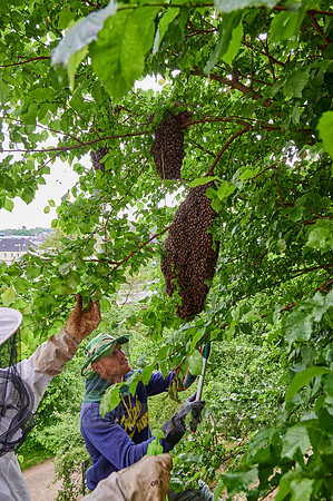 Beekeeper with swarmed bee colony
