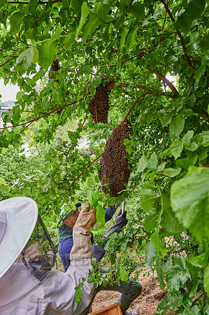 Beekeeper with swarmed bee colony