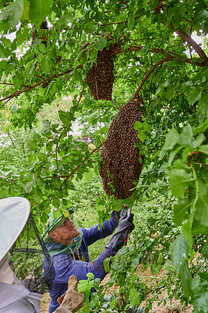 Beekeeper with swarmed bee colony