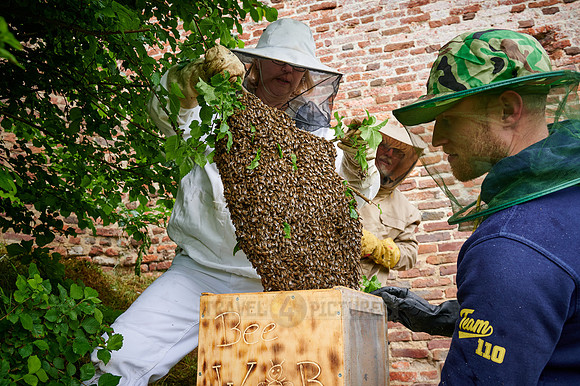 Beekeeper with swarmed bee colony