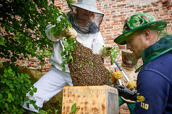 Beekeeper with swarmed bee colony