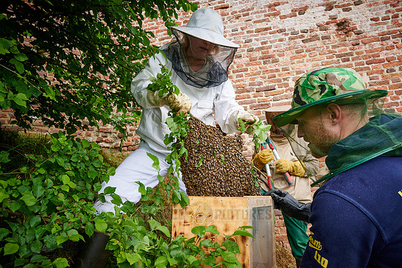 Beekeeper with swarmed bee colony