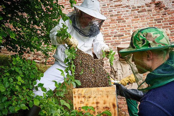 Beekeeper with swarmed bee colony