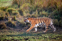 Bengal tiger (Panthera tigris tigris)