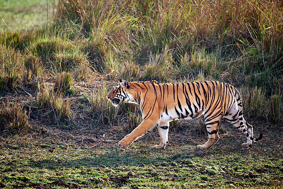 Bengal tiger (Panthera tigris tigris)