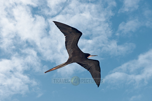 flying Frigatebird