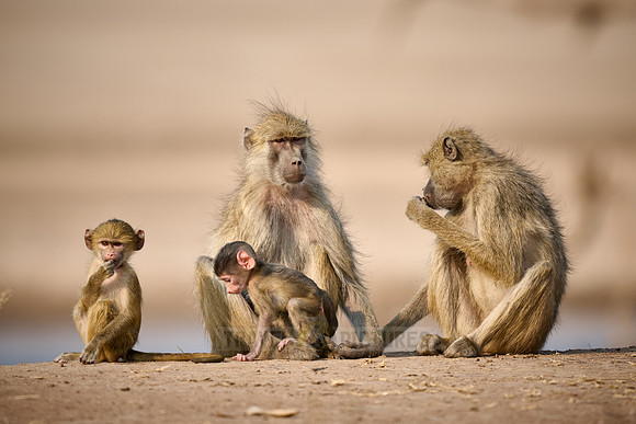 yellow baboon (Papio cynocephalus) with babys