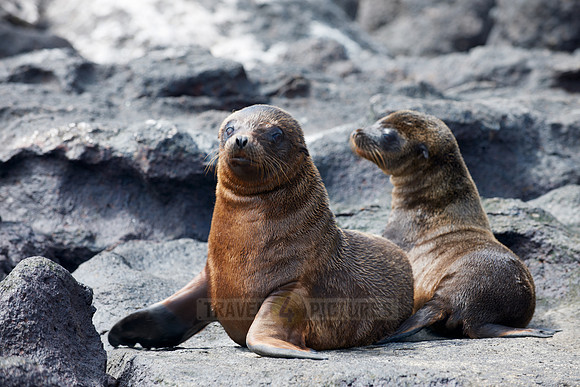 Galapagos-Seelöwe, Zalophus wollebaeki |Galapagos Sea Lion, Zalophus wollebaeki|
