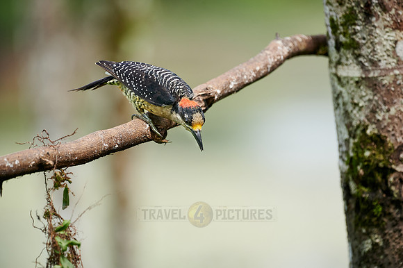 black-cheeked woodpecker (Melanerpes pucherani)