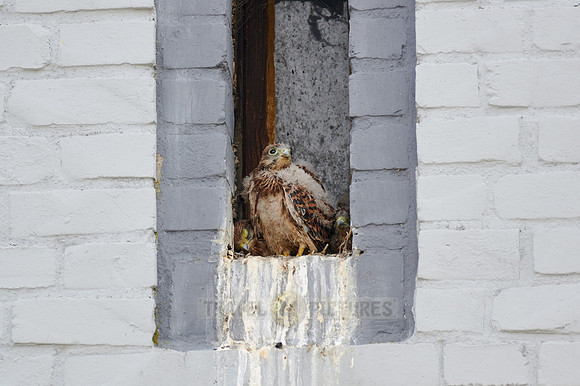 common kestrel fledglings in nest