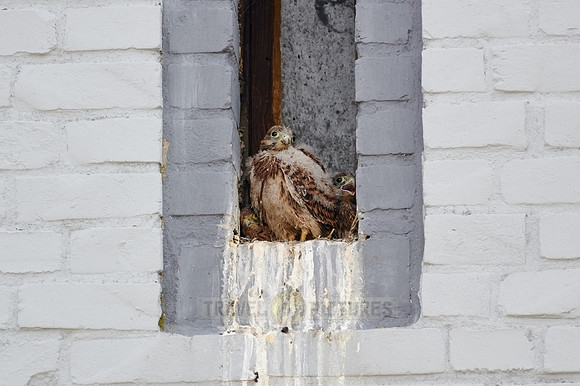 common kestrel fledglings in nest