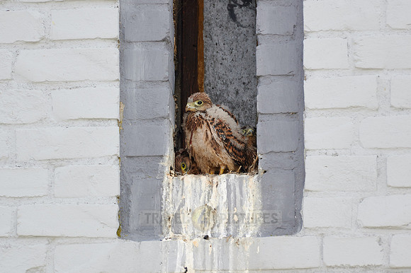 common kestrel fledglings in nest