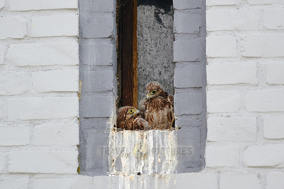 common kestrel fledglings in nest