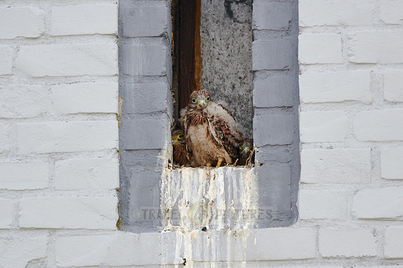 common kestrel fledglings in nest