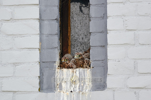 common kestrel fledglings in nest