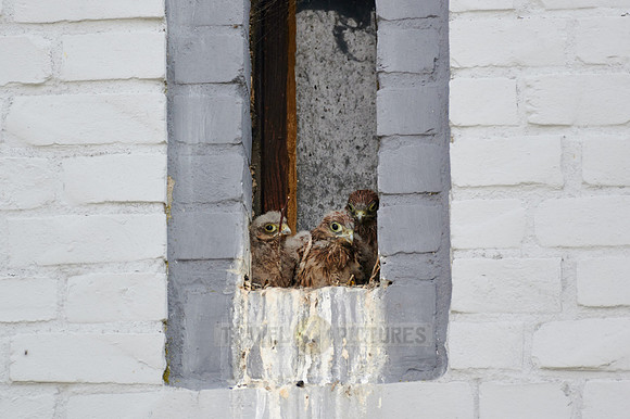common kestrel fledglings in nest