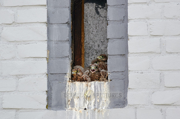 common kestrel fledglings in nest