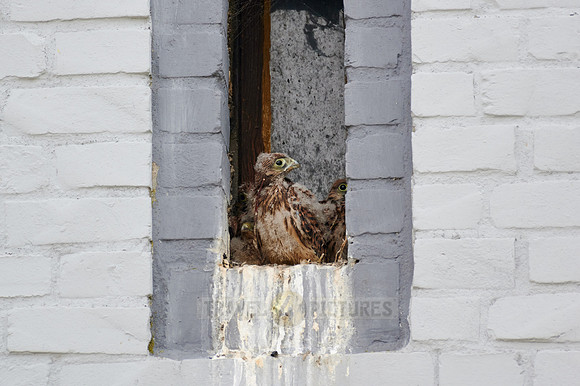 common kestrel fledglings in nest