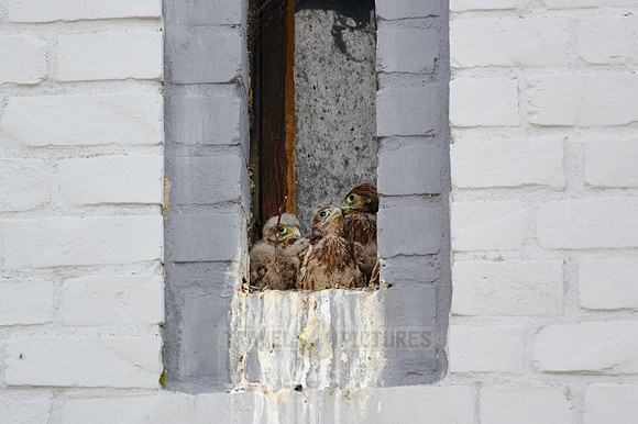 common kestrel fledglings in nest