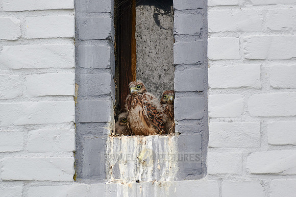 common kestrel fledglings in nest
