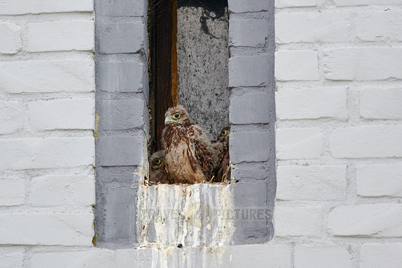 common kestrel fledglings in nest