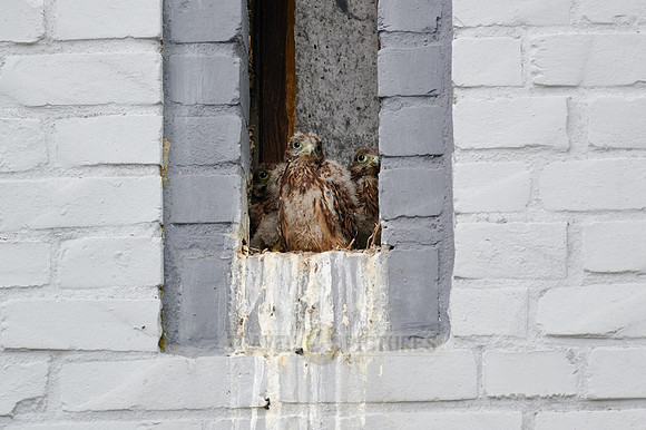 common kestrel fledglings in nest