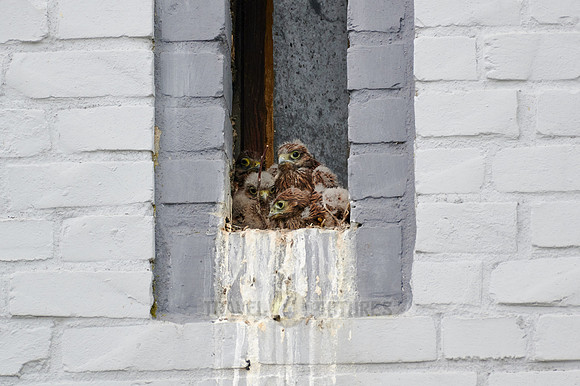 common kestrel fledglings in nest