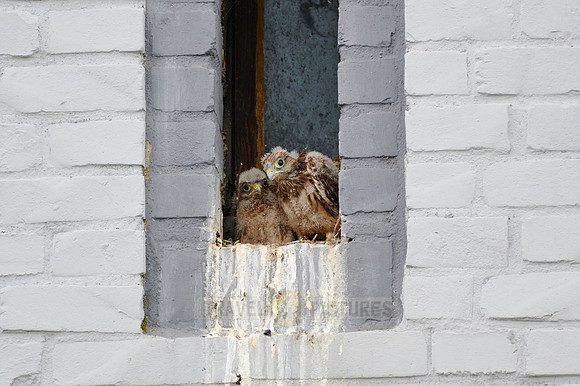 common kestrel fledglings in nest