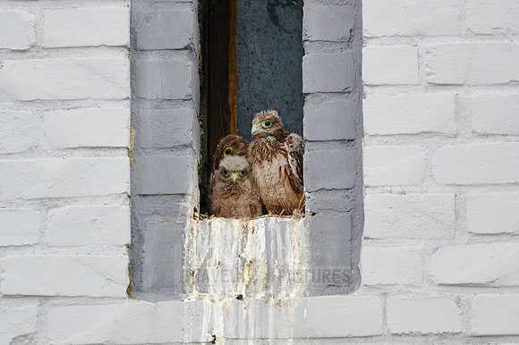common kestrel fledglings in nest