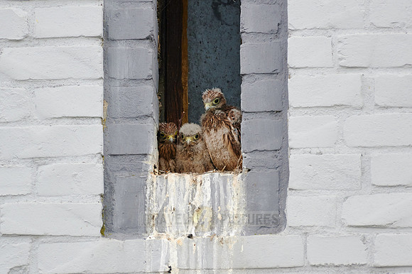 common kestrel fledglings in nest