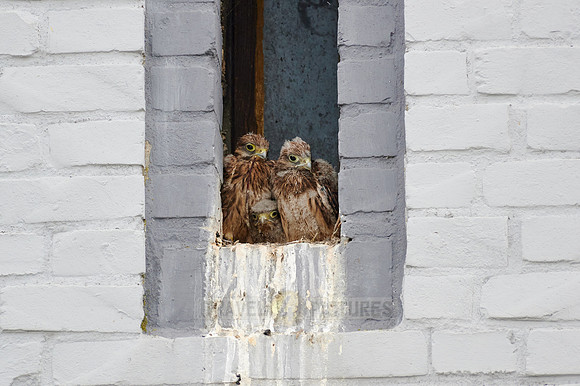 common kestrel fledglings in nest
