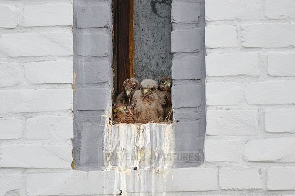 common kestrel fledglings in nest