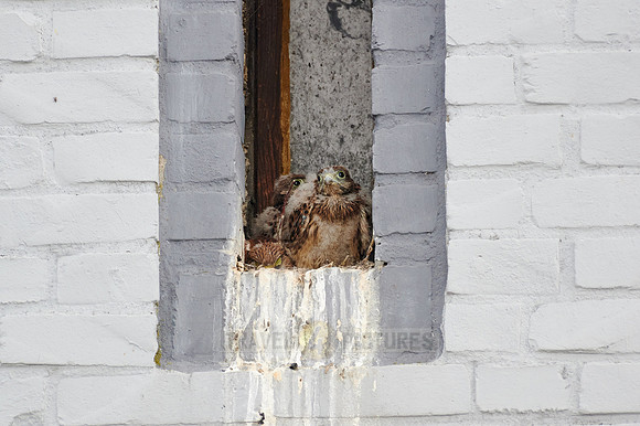 common kestrel fledglings in nest