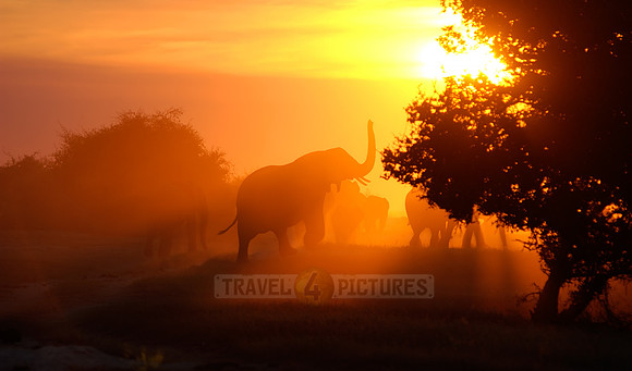 African elephant during sunset at Chobe river