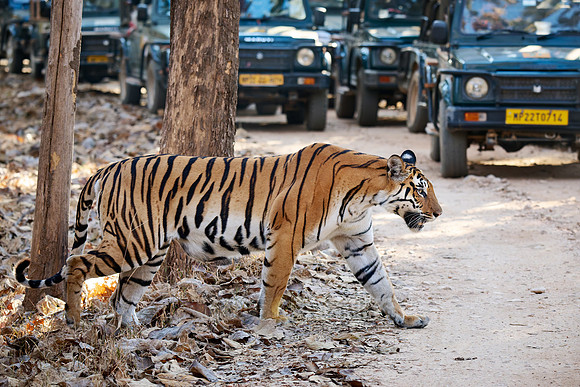 Bengal tiger (Panthera tigris tigris) walking between safari cars