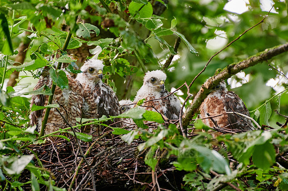 Eurasian sparrowhawks fledglings in nest