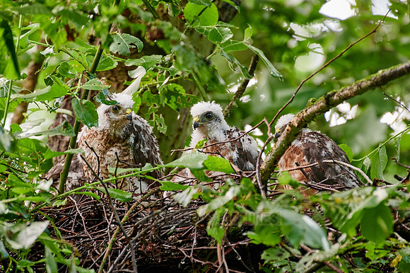 Eurasian sparrowhawks fledglings in nest