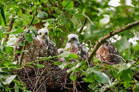 Eurasian sparrowhawks fledglings in nest