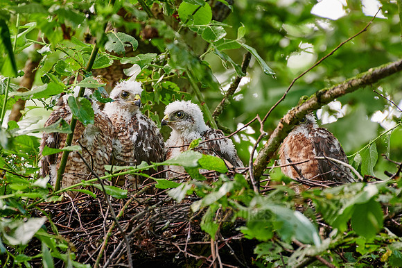 Eurasian sparrowhawks fledglings in nest
