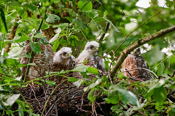 Eurasian sparrowhawks fledglings in nest