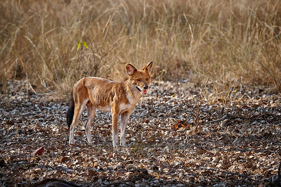 dhole (Cuon alpinus) or indian wild dog