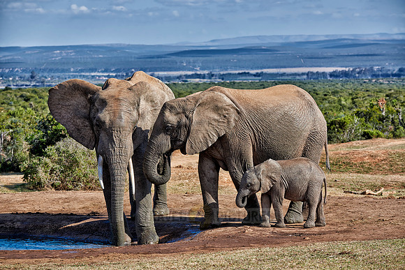 elephants with youngster