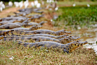 huge group yacare caiman