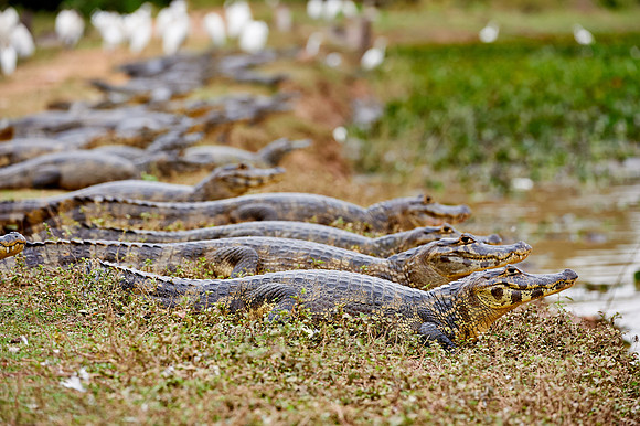 huge group yacare caiman