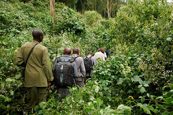 Gorilla trekking