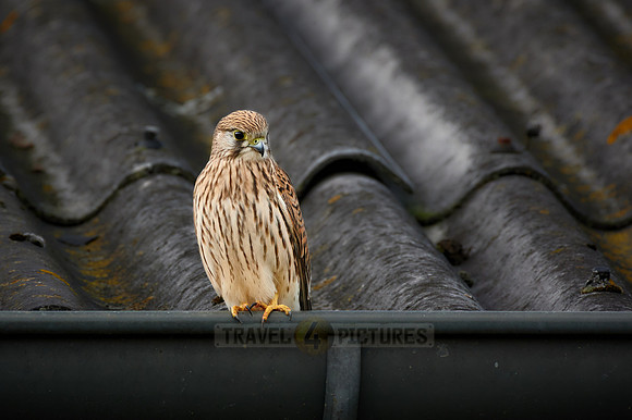 common kestrel (Falco tinnunculus)