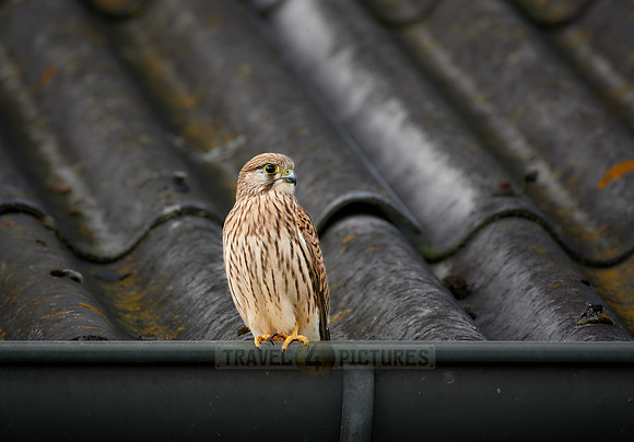 common kestrel (Falco tinnunculus)
